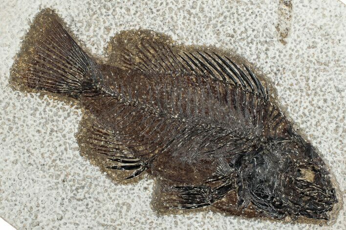 Detailed Fossil Fish (Cockerellites) - Wyoming #292551